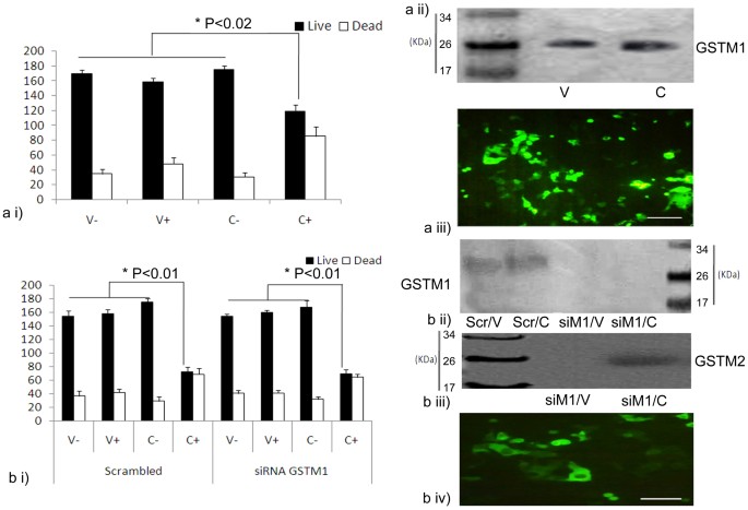 Functional Compensation Of Glutathione S Transferase M1 Gstm1 Null By Another Gst Superfamily Member Gstm2 Scientific Reports