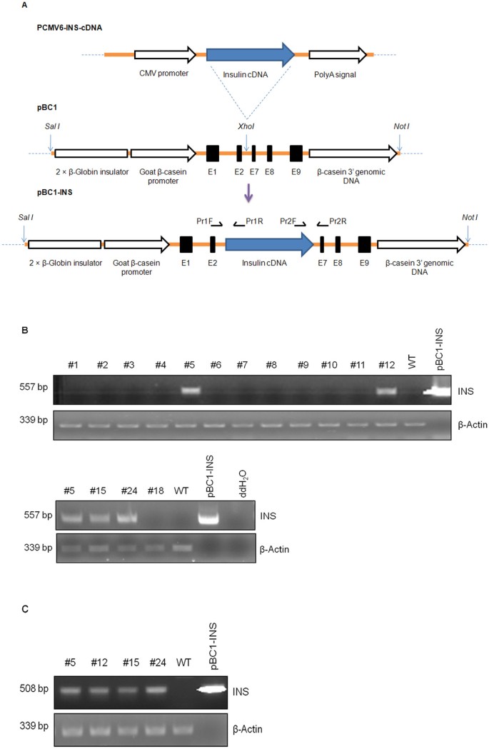 Production Of Recombinant Human Proinsulin In The Milk Of Transgenic Mice Scientific Reports