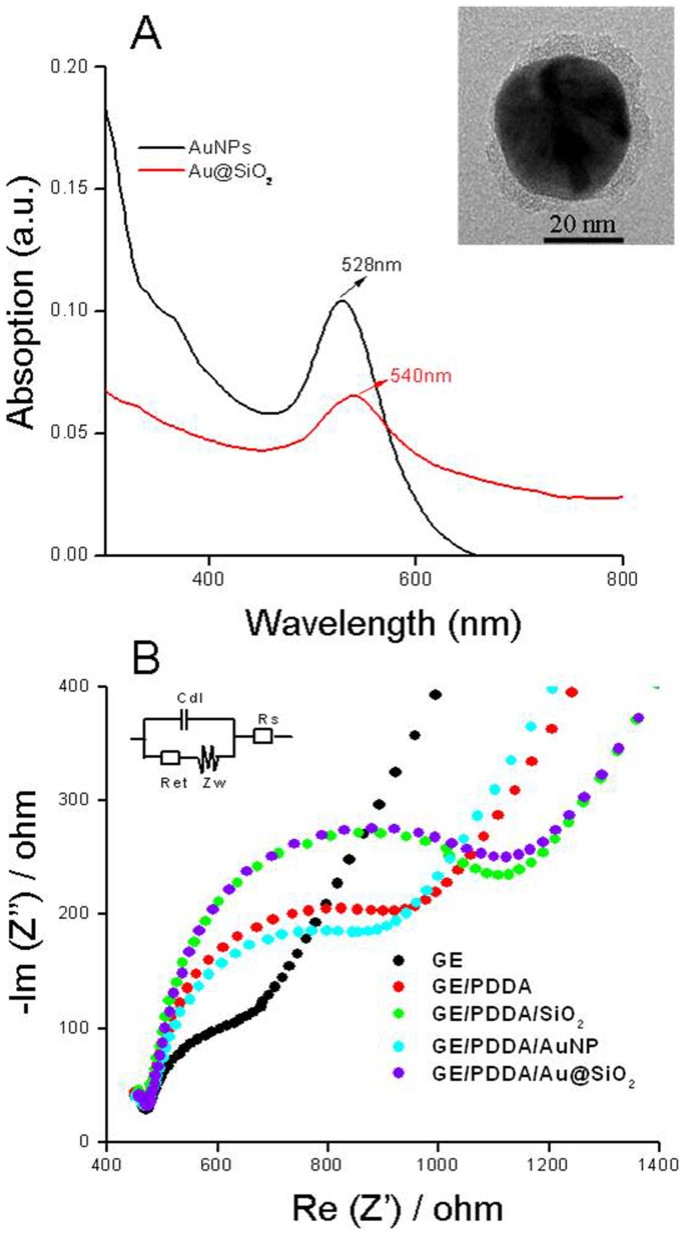 Surface Enhanced Electrochemiluminescence Of Ru Bpy 3 2 Scientific Reports