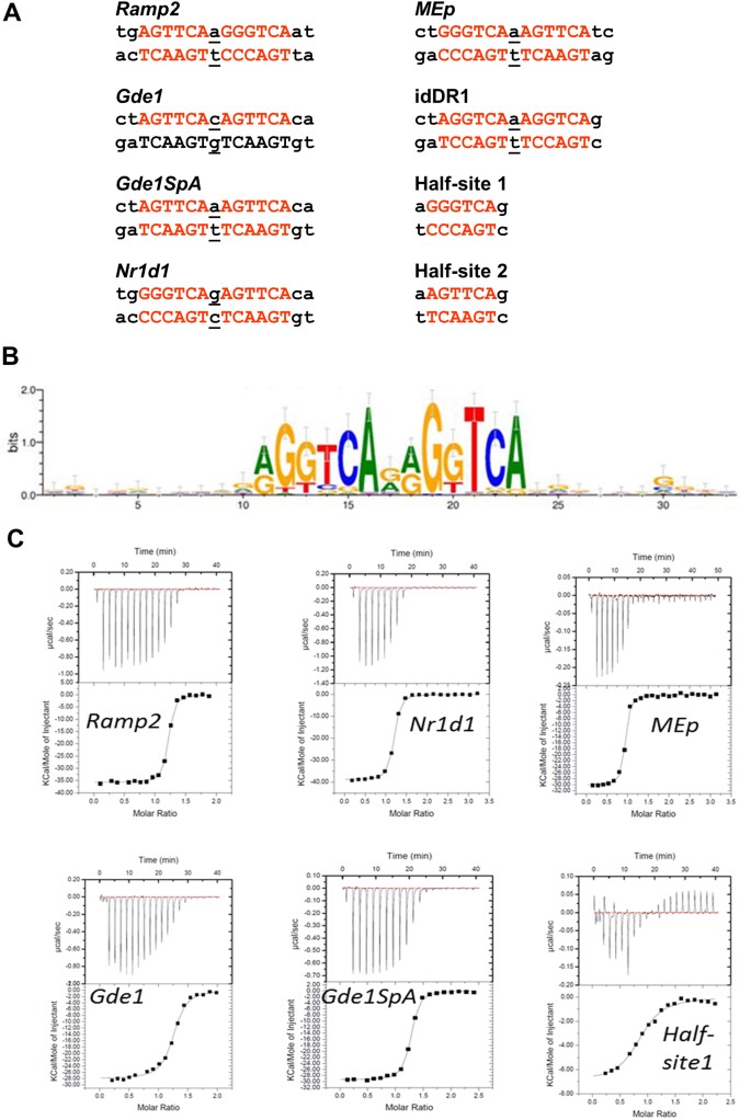 sværd Continental håndtag Structural Basis of Natural Promoter Recognition by the Retinoid X Nuclear  Receptor | Scientific Reports