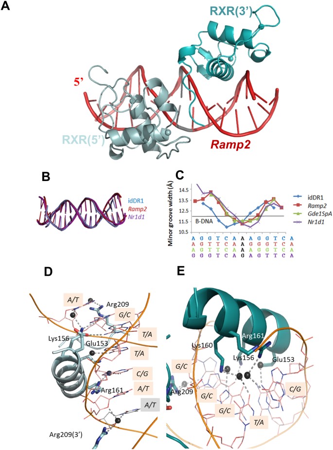 Structural Basis Of Natural Promoter Recognition By The Retinoid X Nuclear Receptor Scientific Reports