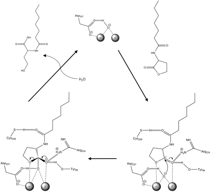 PDF) Structural and Biochemical Characterization of AaL, a Quorum Quenching  Lactonase with Unusual Kinetic Properties