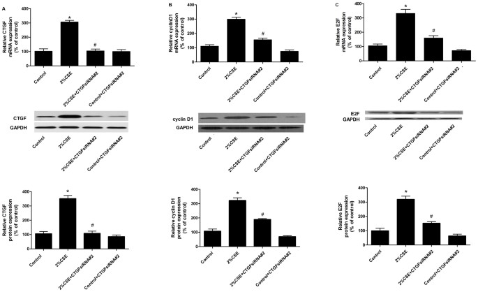 Expression variations of connective tissue growth factor in arteries from smokers with and without chronic obstructive pulmonary disease | Scientific Reports