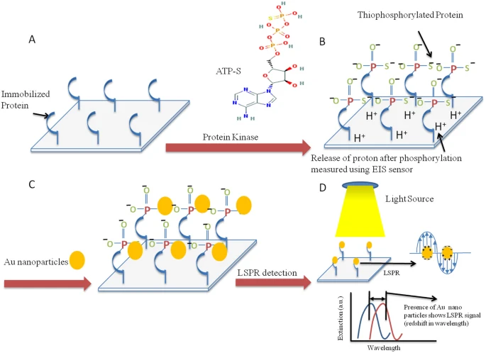 Protein phosphorylation detection using dual-mode field-effect devices and nanoplasmonic sensors