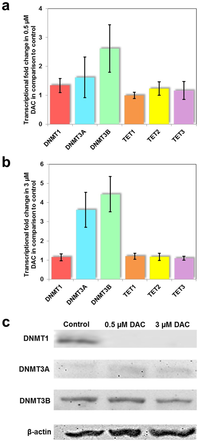 Sodium valproate and 5-aza-2′-deoxycytidine differentially modulate DNA  demethylation in G1 phase-arrested and proliferative HeLa cells