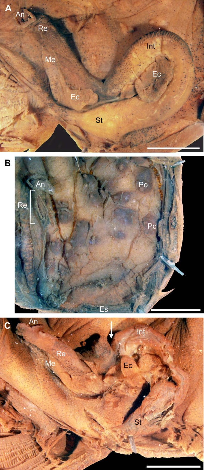 Gut-spilling in chordates: Evisceration in the tropical ascidian Polycarpa mytiligera | Scientific Reports Gut-spilling in chordates: Evisceration in the tropical ascidian Polycarpa mytiligera | Scientific Reports