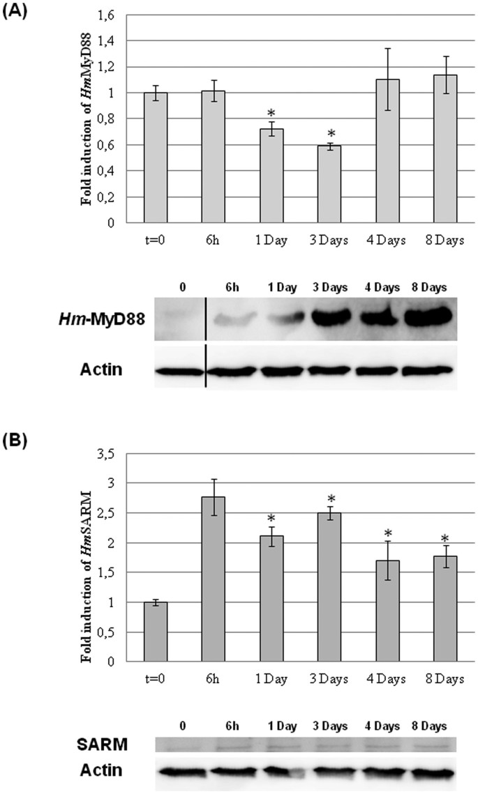 Hm-MyD88 and Hm-SARM: Two key regulators of the neuroimmune system and  neural repair in the medicinal leech | Scientific Reports