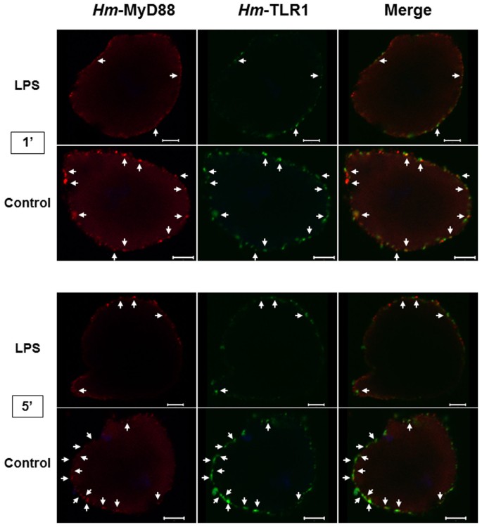 Hm-MyD88 and Hm-SARM: Two key regulators of the neuroimmune system and  neural repair in the medicinal leech | Scientific Reports