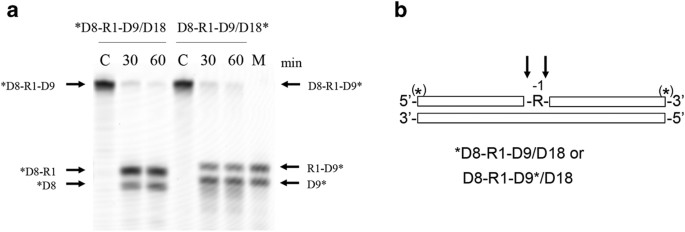 Role Of Rnase H1 In Dna Repair Removal Of Single Ribonucleotide Misincorporated Into Dna In Collaboration With Rnase H2 Scientific Reports