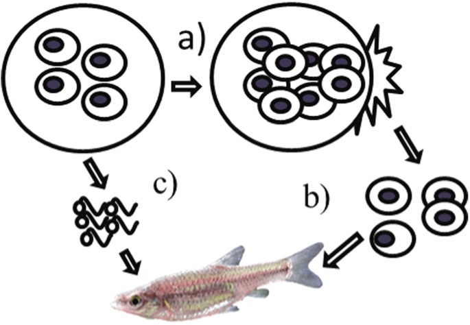 The alternate role of direct and environmental transmission in fungal ... image