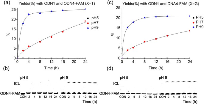 Photouncaged Sequence Specific Interstrand Dna Cross Linking With Photolabile 4 Oxo Enal Modified Oligonucleotides Scientific Reports