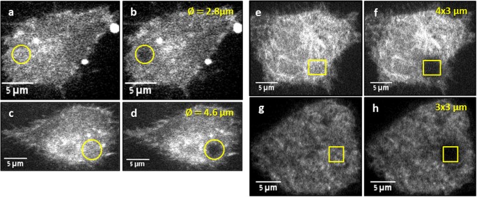 Universal Approach To Frap Analysis Of Arbitrary Bleaching Patterns Scientific Reports