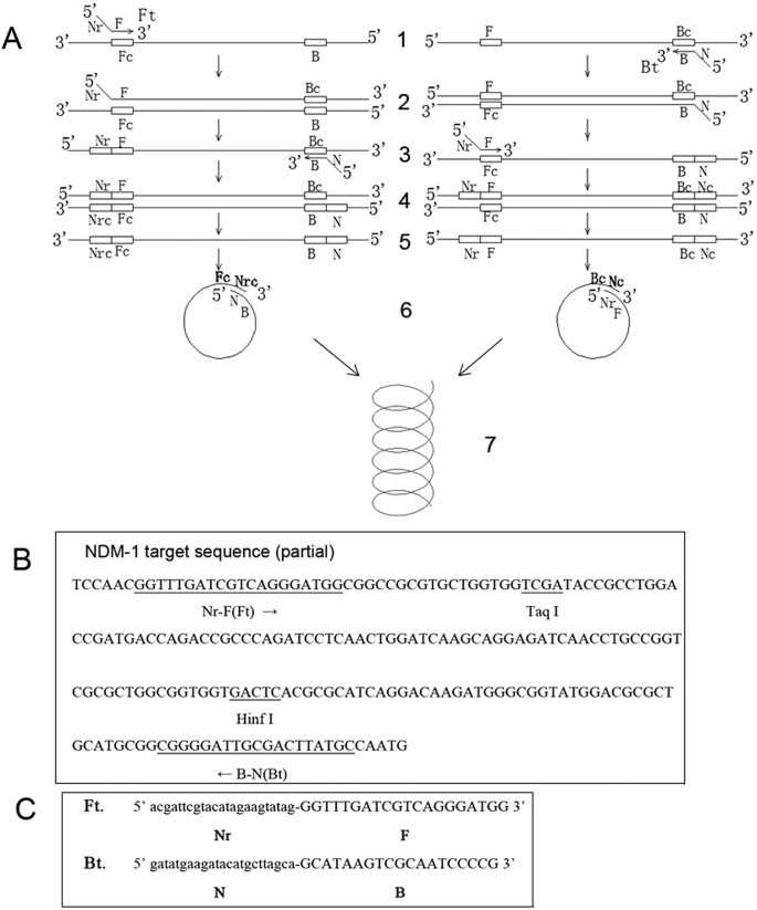 Polymerase Reaction (PSR): A novel nucleic acid | Scientific Reports