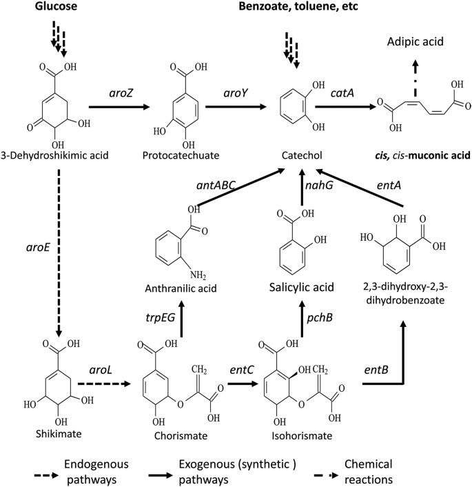 Engineering catechol 1, 2-dioxygenase by design for improving the  performance of the cis, cis-muconic acid synthetic pathway in Escherichia  coli | Scientific Reports