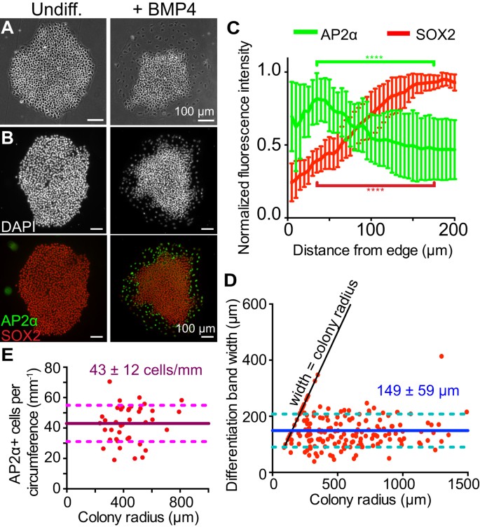 Edges of human embryonic stem cell colonies display distinct mechanical  properties and differentiation potential | Scientific Reports
