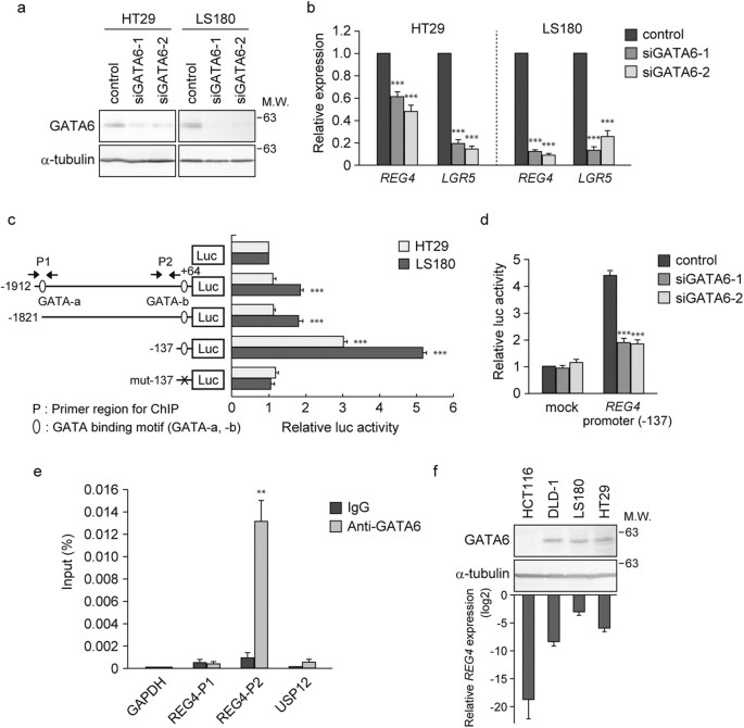 REG4 is a transcriptional target of GATA6 and is essential for colorectal  tumorigenesis | Scientific Reports