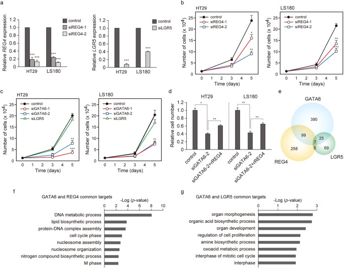 REG4 is a transcriptional target of GATA6 and is essential for colorectal  tumorigenesis | Scientific Reports