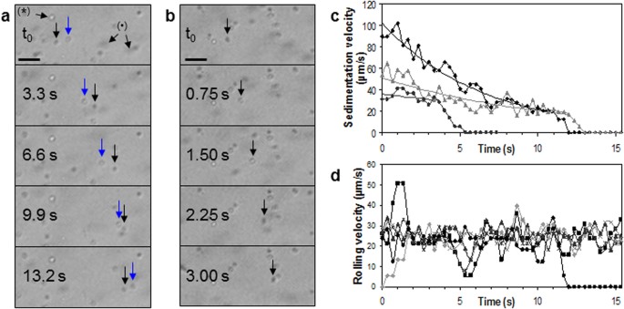 Time Lapse Contact Microscopy Of Cell Cultures Based On Non Coherent Illumination Scientific Reports Time Lapse Contact Microscopy Of Cell Cultures Based On Non Coherent Illumination Scientific Reports