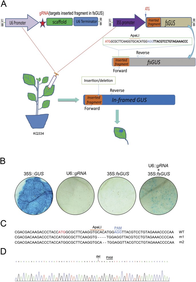 A geminivirus-based guide RNA delivery system for CRISPR/Cas9 mediated plant  genome editing | Scientific Reports
