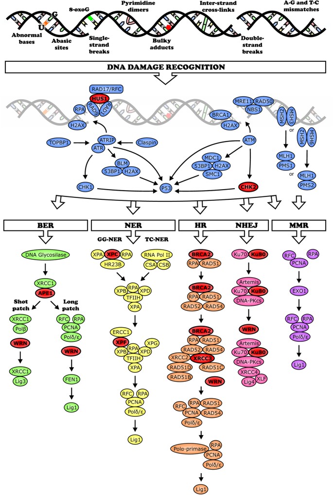 Lifespan And Stress Resistance In Drosophila With Overexpressed Dna Repair Genes Scientific Reports Lifespan And Stress Resistance In Drosophila With Overexpressed Dna Repair Genes Scientific Reports
