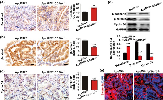 CD11b deficiency suppresses intestinal tumor growth by reducing myeloid  cell recruitment | Scientific Reports