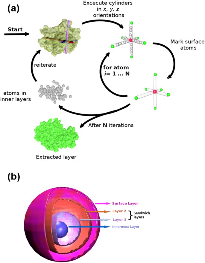 Layers: A molecular surface peeling algorithm and its applications to  analyze protein structures | Scientific Reports