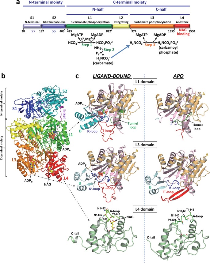 Structure Of Human Carbamoyl Phosphate Synthetase Deciphering The On Off Switch Of Human Ureagenesis Scientific Reports