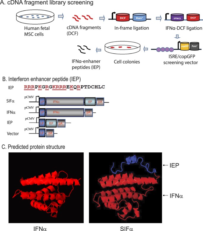Antitumor Potential Of A Synthetic Interferon Alpha Plgf 2 Positive Charge Peptide Hybrid Molecule In Pancreatic Cancer Cells Scientific Reports