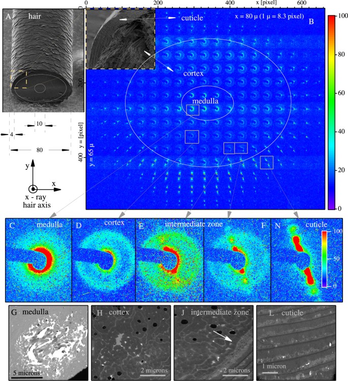 Local structure of human hair spatially resolved by sub-micron X-ray beam | Scientific Reports Local structure of human hair spatially resolved by sub-micron X-ray beam | Scientific Reports
