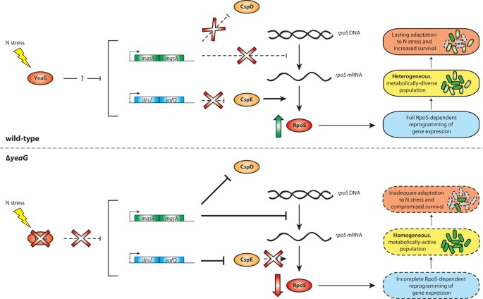 ygaU protein (Escherichia coli CFT073) - STRING interaction network