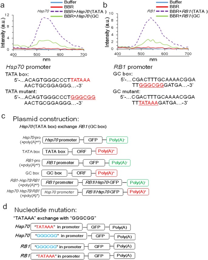 TATA boxes in gene transcription and poly (A) tails in mRNA stability: New  perspective on the effects of berberine | Scientific Reports