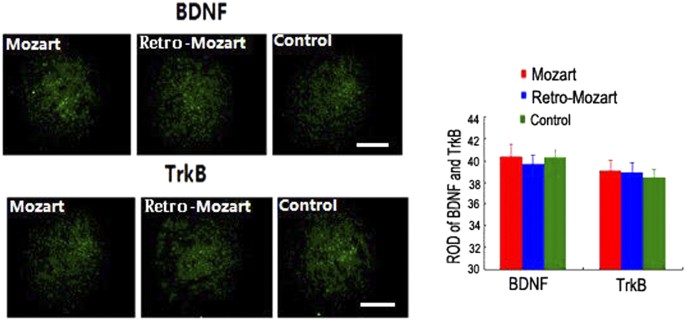 Mozart, Mozart Rhythm and Retrograde Mozart Effects: Evidences from  Behaviours and Neurobiology Bases | Scientific Reports