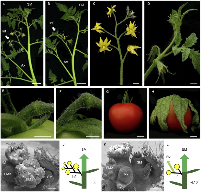 Interactions of photoperiod and temperature - in growth and development of young tomato plants (lycopersicon esculentum mill).
