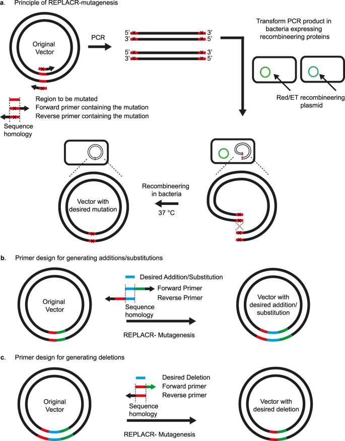 REPLACR-mutagenesis, a one-step method for site-directed mutagenesis by  recombineering | Scientific Reports