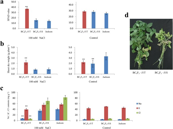 Ncl Synchronously Regulates Na K And Cl In Soybean And Greatly Increases The Grain Yield In Saline Field Conditions Scientific Reports