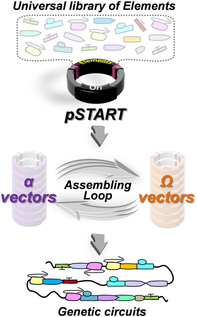 An Innovative Platform For Quick And Flexible Joining Of Assorted Dna Fragments Scientific Reports