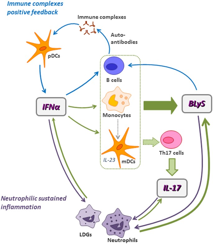 A Pathogenic Ifna Blys And Il 17 Axis In Systemic Lupus Erythematosus Patients Scientific Reports