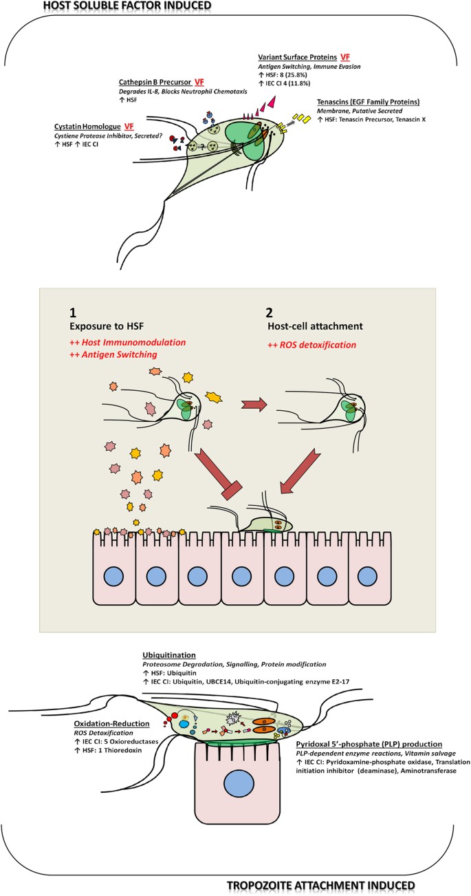 Giardia pathogenesis. Giardiasis pathogenesis