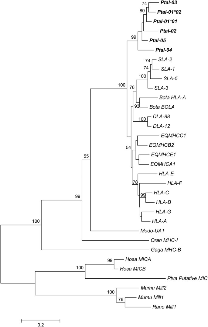 DLA-454 strategy to obtain sequences flanking Mu elements (A) DLA was