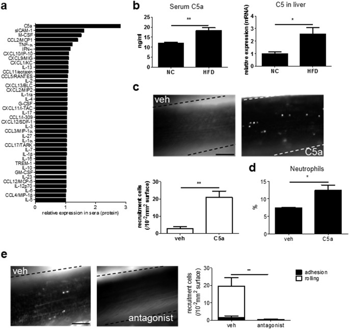 c5 knockout neutrophil high fat diet