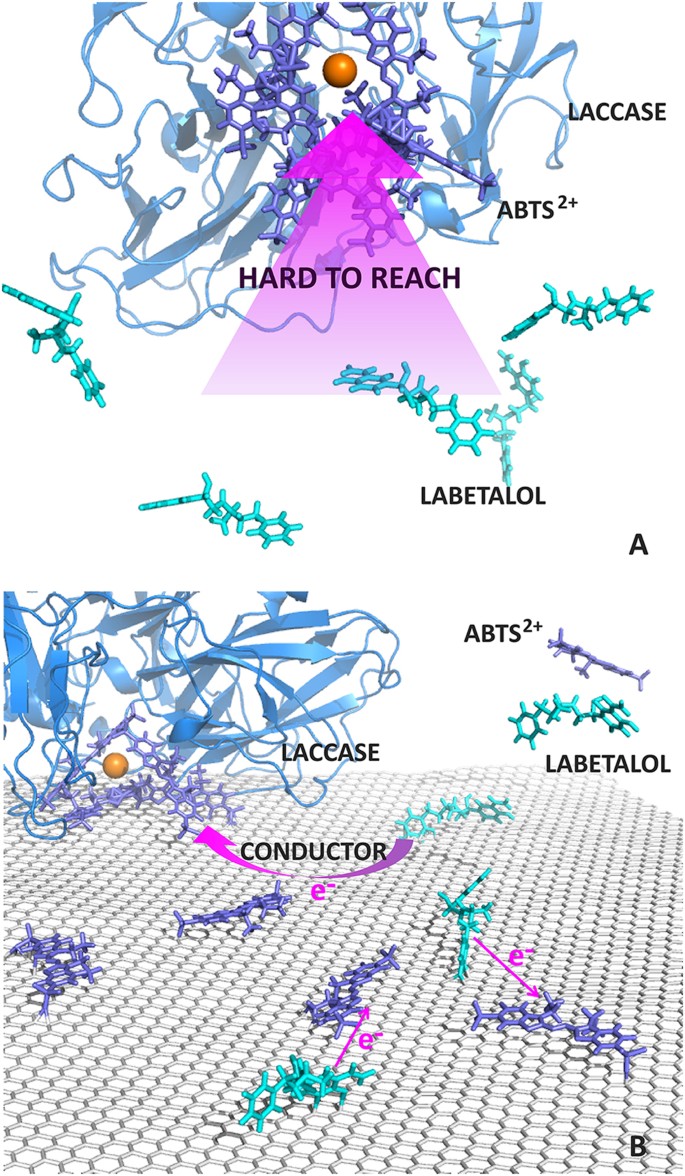 Graphene Facilitated Removal of Labetalol in Laccase-ABTS System: Reaction  Efficiency, Pathways and Mechanism