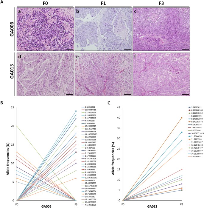 Figure 1: Histologic and genomic features between primary and PDX tumours.