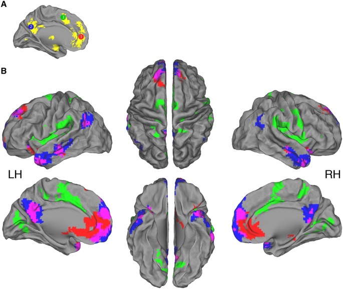 Sharing Self Related Information Is Associated With Intrinsic Functional Connectivity Of Cortical Midline Brain Regions Scientific Reports Sharing Self Related Information Is Associated With Intrinsic Functional Connectivity Of Cortical Midline Brain Regions Scientific Reports