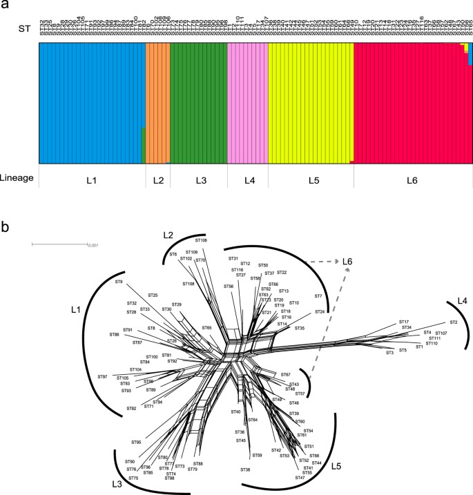 Genetic Diversity And Population Structure Of Lactobacillus Delbrueckii Subspecies Bulgaricus Isolated From Naturally Fermented Dairy Foods Scientific Reports