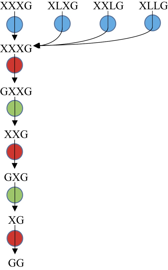 Figure 10: Sequential degradation for the hydrolysis of xyloglucan oligosaccharides by the three cytoplasmic enzymes.