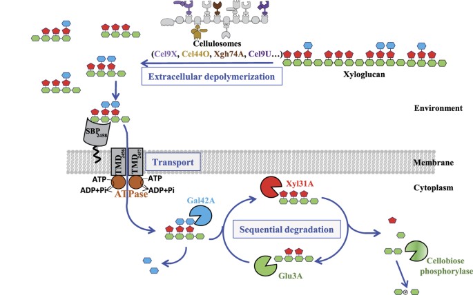 Figure 11: General model for xyloglucan utilization by R. cellulolyticum.