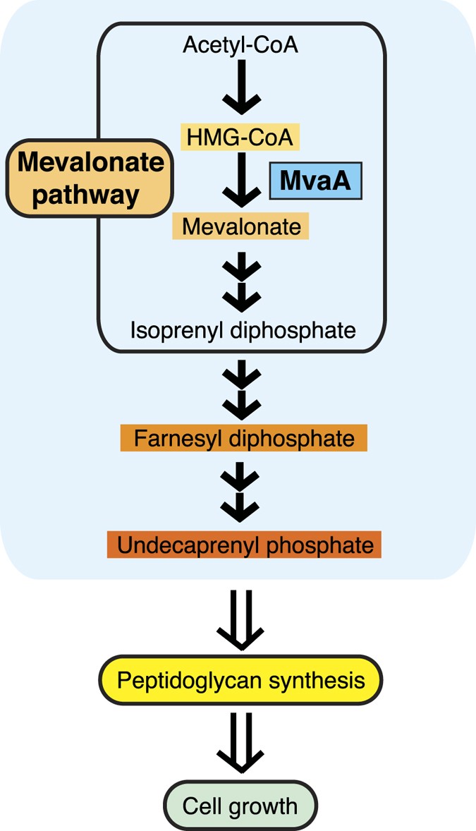 Staphylococcus aureus cell growth and division are regulated by an amidase  that trims peptides from uncrosslinked peptidoglycan