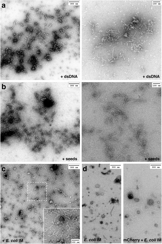 Repa Wh1 The Agent Of An Amyloid Proteinopathy In Bacteria Builds Oligomeric Pores Through Lipid Vesicles Scientific Reports