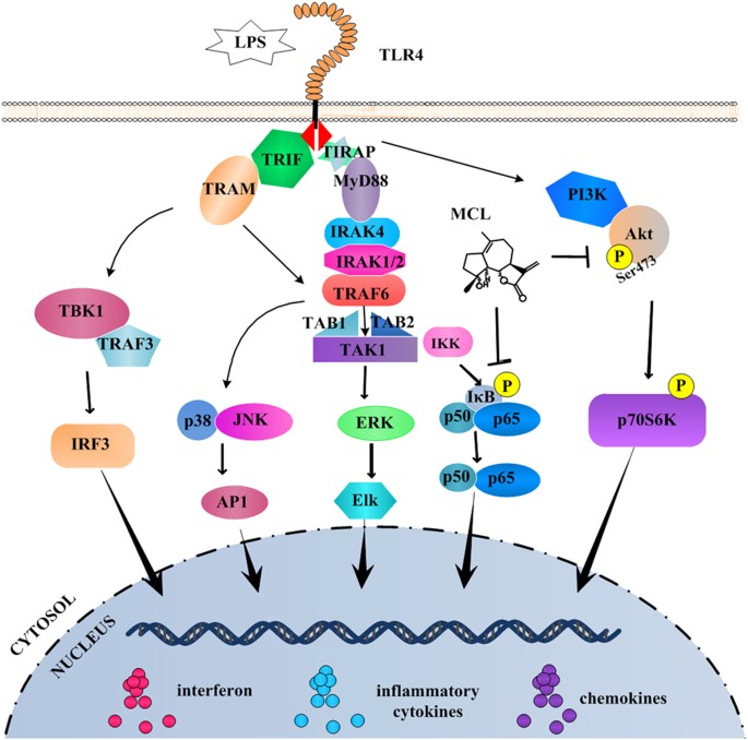 Micheliolide inhibits LPS-induced inflammatory response and protects mice  from LPS challenge | Scientific Reports