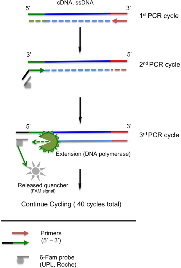 comparison of dna quantification